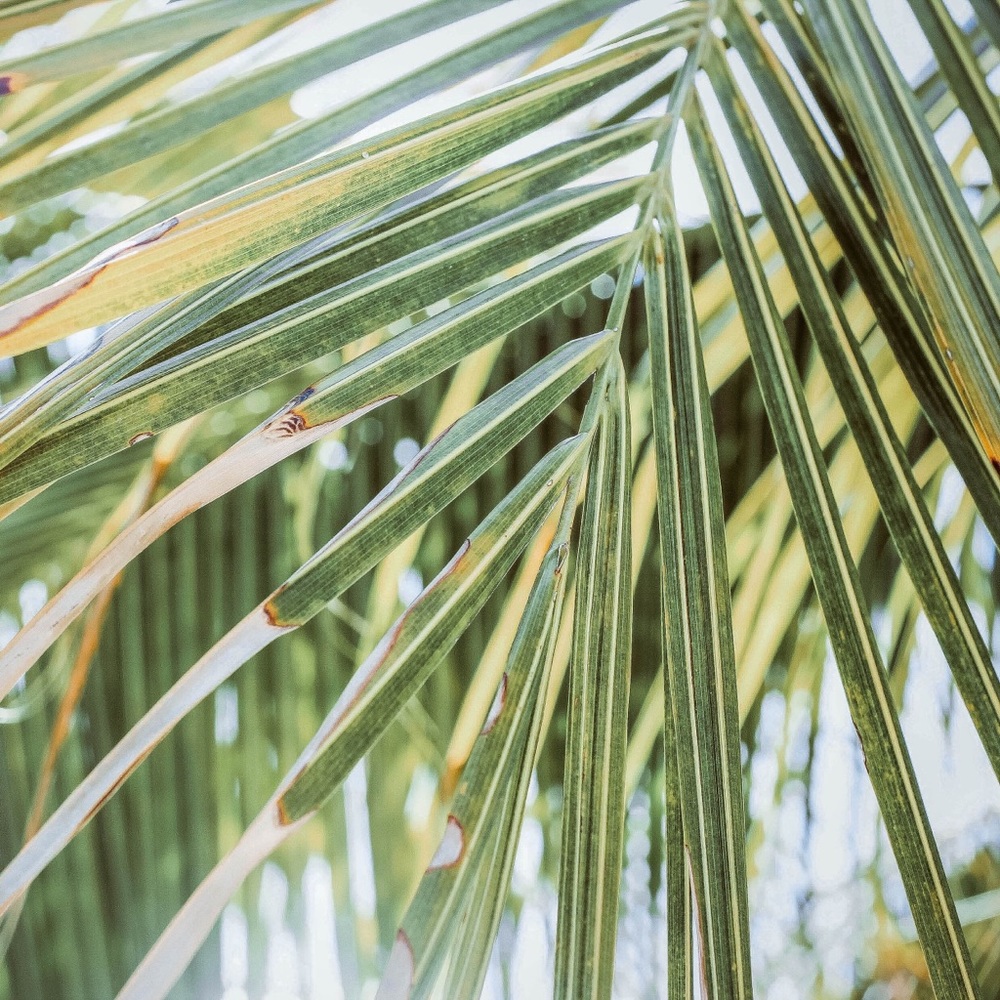 Meet your Posher, Cailey